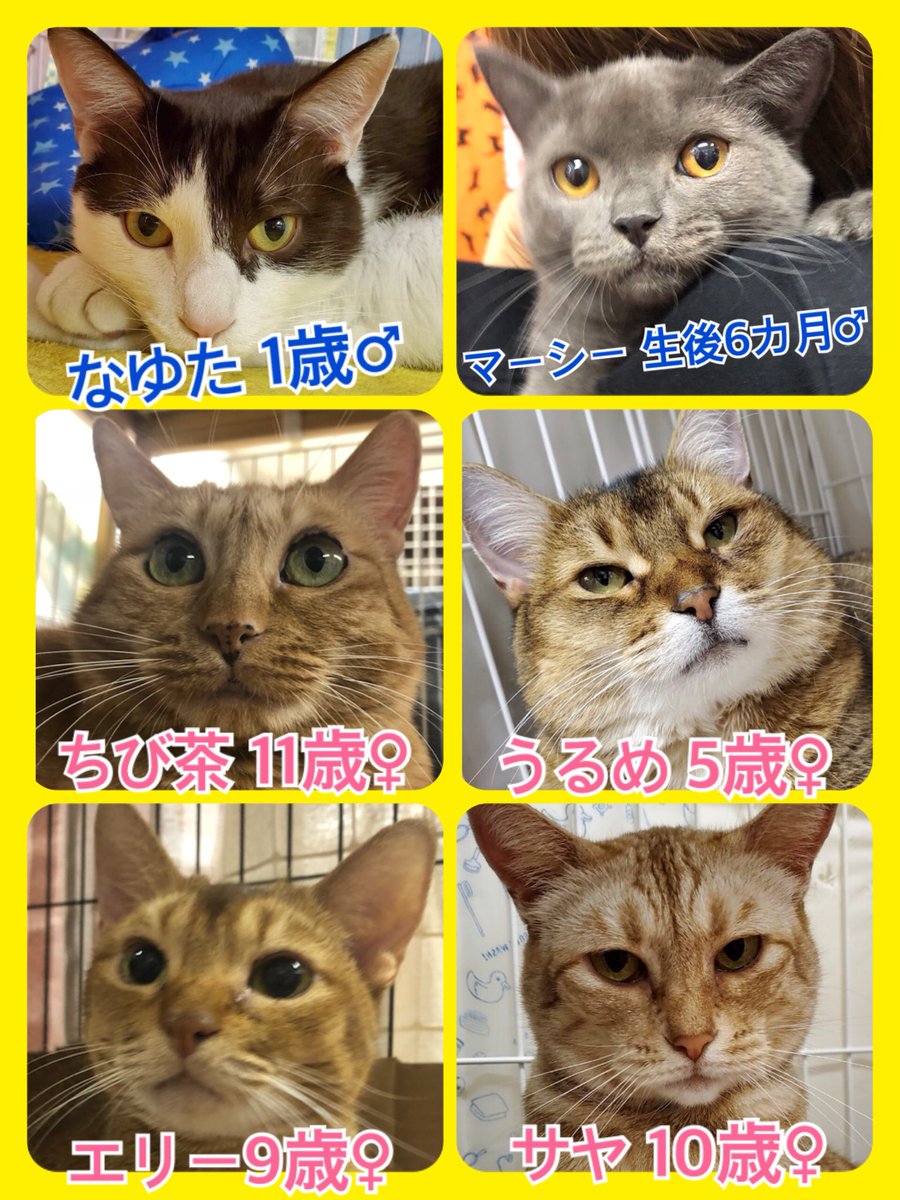 🐾今日はニャンニャンの日🐱今日の里親様募集中ニャンコ🐱メンバーです🐾2019,10,22